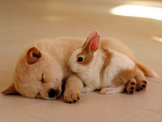 puppy_bunny.jpg