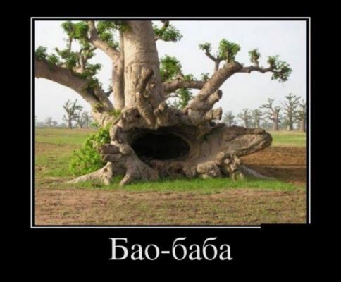 baobaba.jpeg